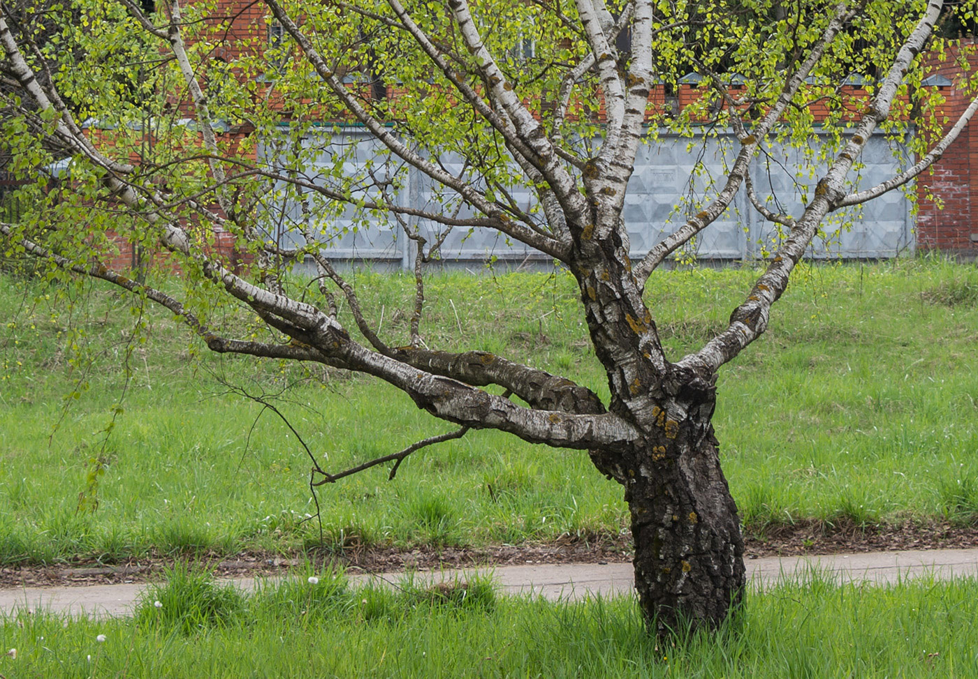 Image of Betula pendula var. carelica specimen.