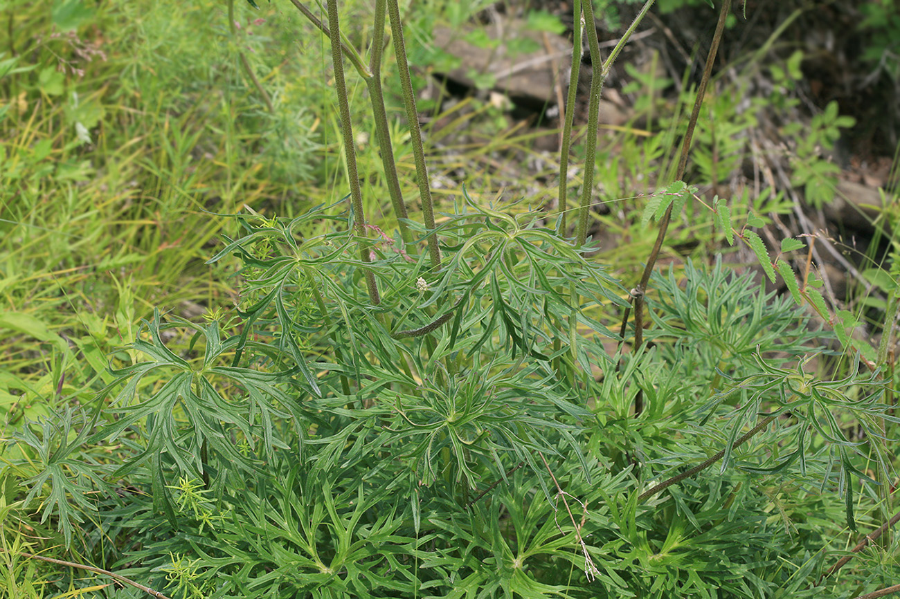 Image of Aconitum barbatum specimen.