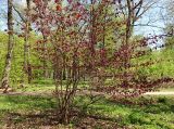 Corylus avellana. Вегетирующее растение (f. Purpurea). Москва, Воронцовский парк, дубовая роща. 18.05.2017.