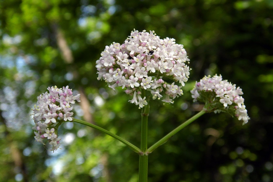 Изображение особи Valeriana officinalis.