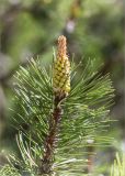 Pinus mugo