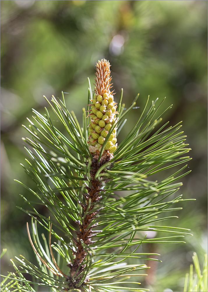 Изображение особи Pinus mugo.