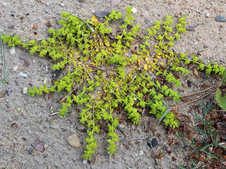 Image of Herniaria glabra specimen.