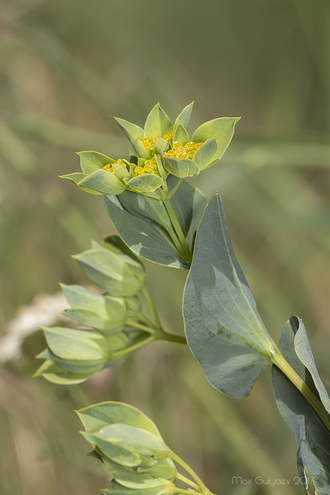 Image of Bupleurum rotundifolium specimen.