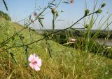 Althaea cannabina