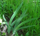 Iris aphylla. Побеги. Курская обл., г. Железногорск, опушка леса. 2 июня 2008 г.