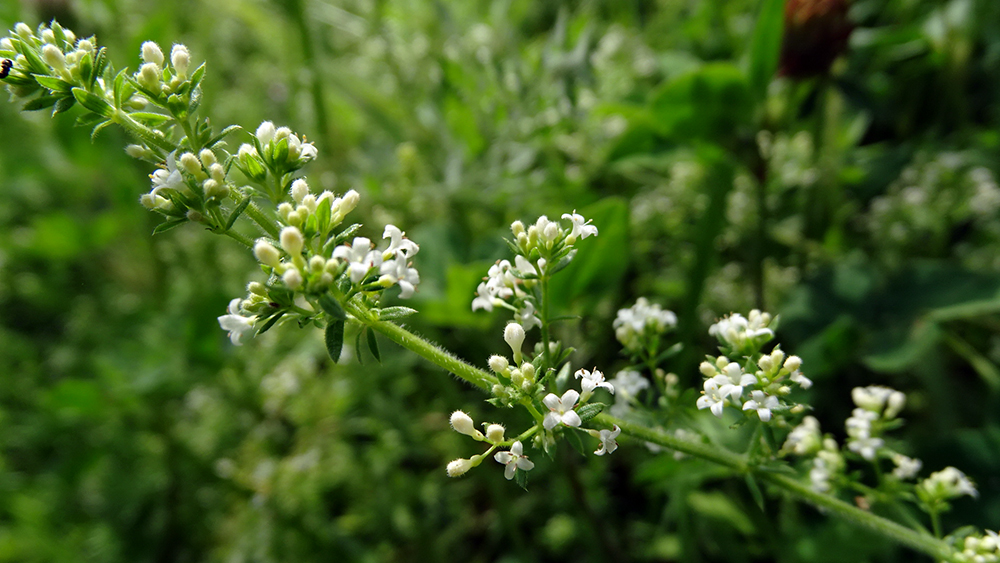 Изображение особи Galium humifusum.