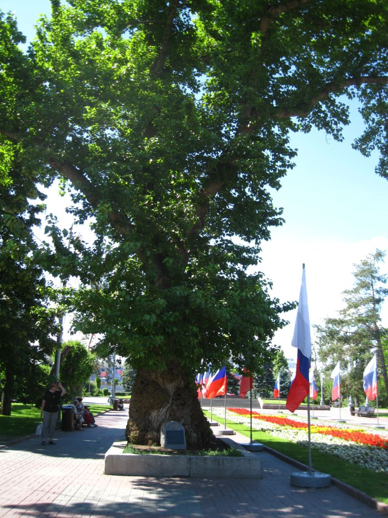 Изображение особи Populus nigra.