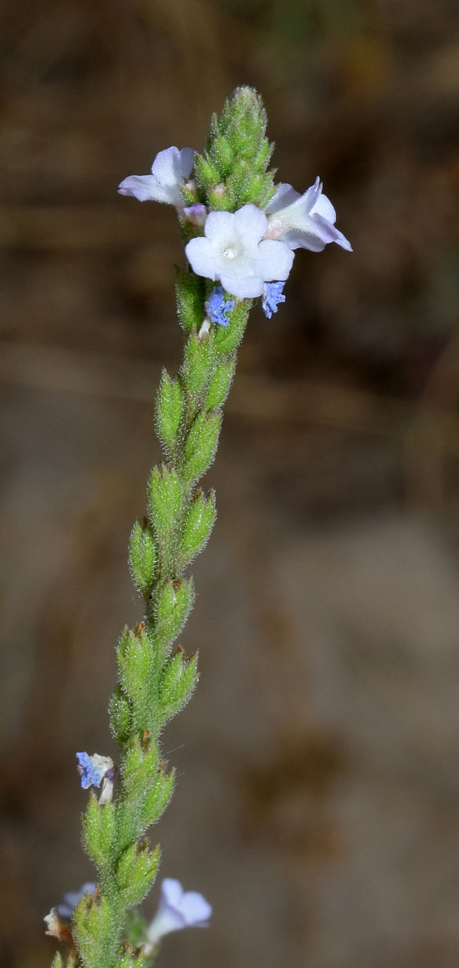 Изображение особи Verbena officinalis.