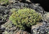 Draba bryoides. Плодоносящее растение. Кабардино-Балкария, Эльбрусский р-н, долина р. Ирикчат, ок. 2800 м н.у.м., выход скальных пород. 28.07.2017.