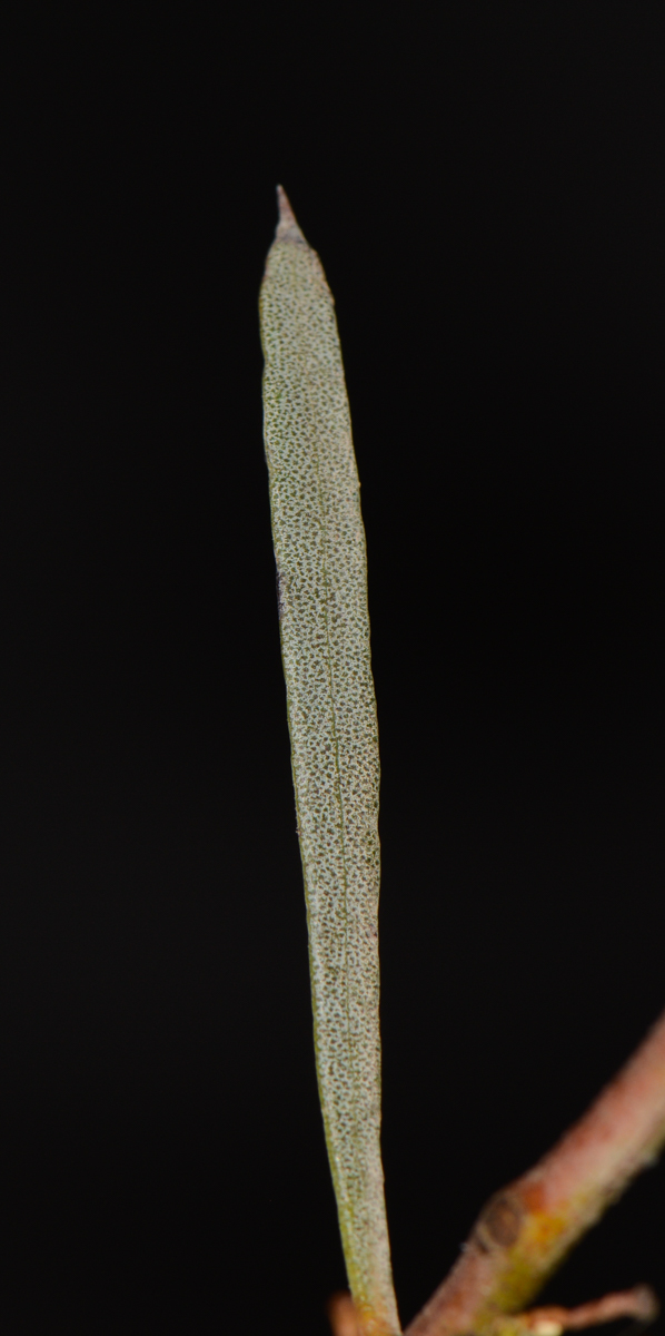 Изображение особи Eucalyptus spathulata.