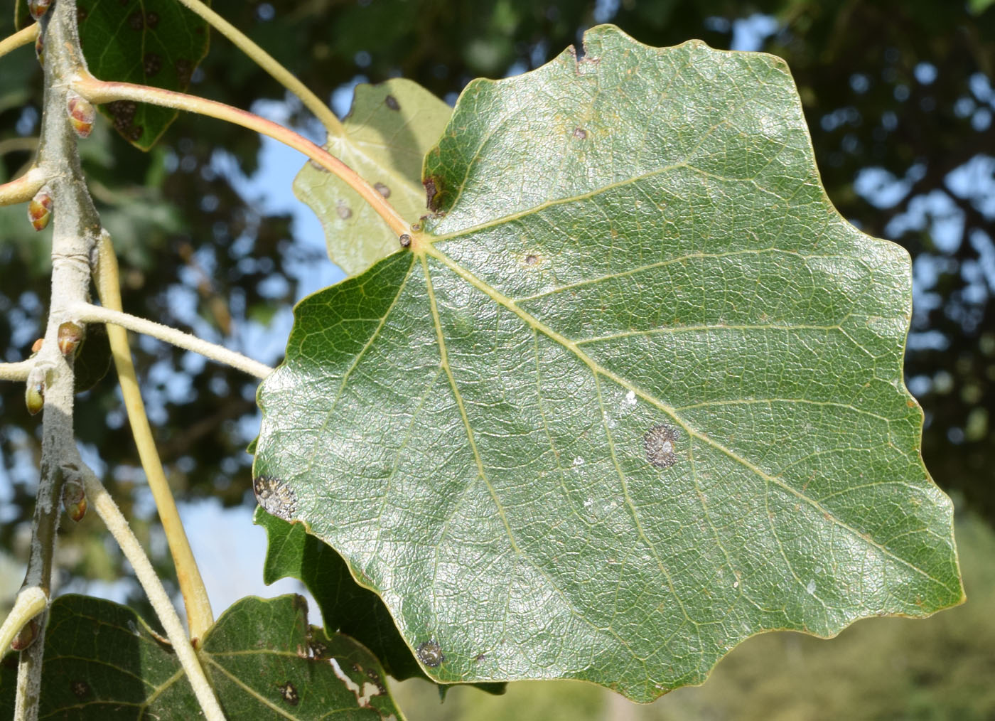 Изображение особи Populus alba.