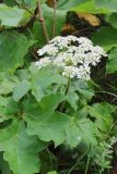 Heracleum scabrum