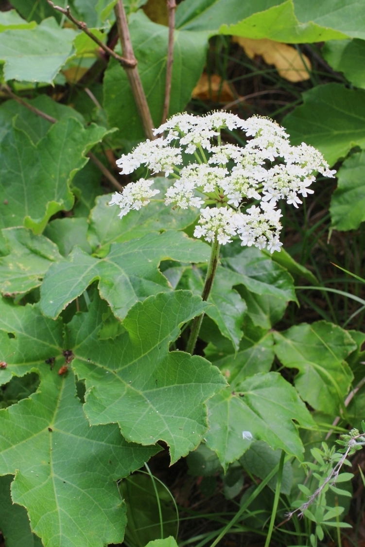 Image of Heracleum scabrum specimen.