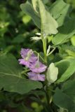 Solanum melongena