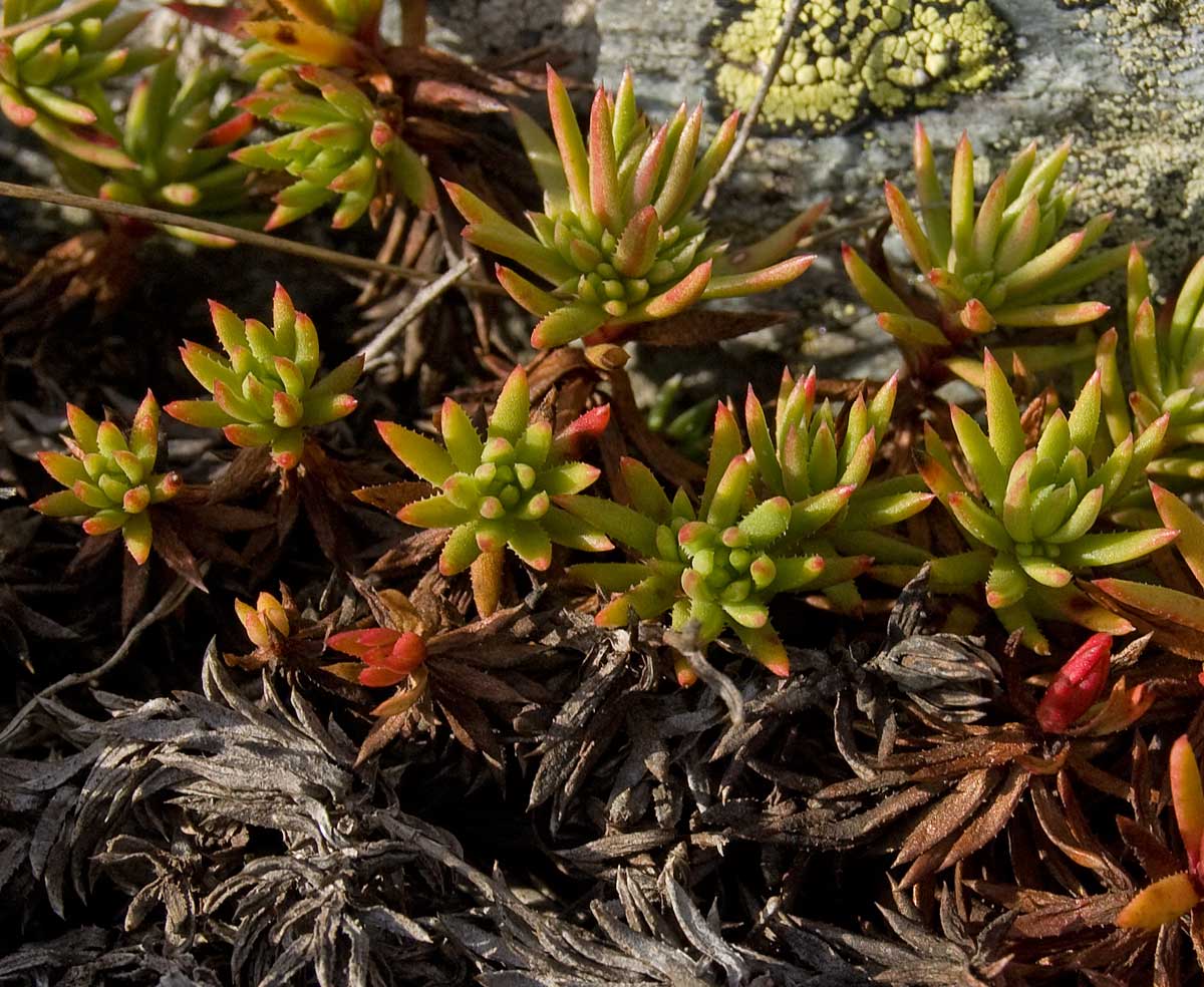 Image of Saxifraga spinulosa specimen.