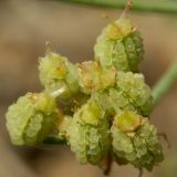 Astrodaucus littoralis