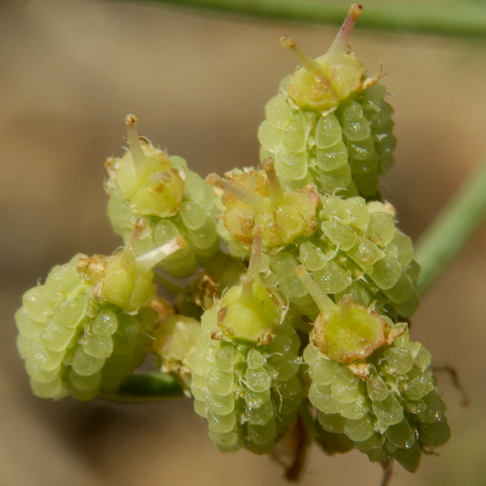 Изображение особи Astrodaucus littoralis.