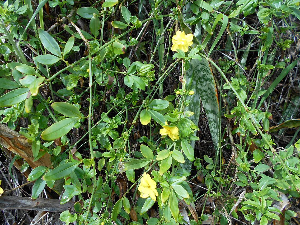 Image of Jasminum mesnyi specimen.