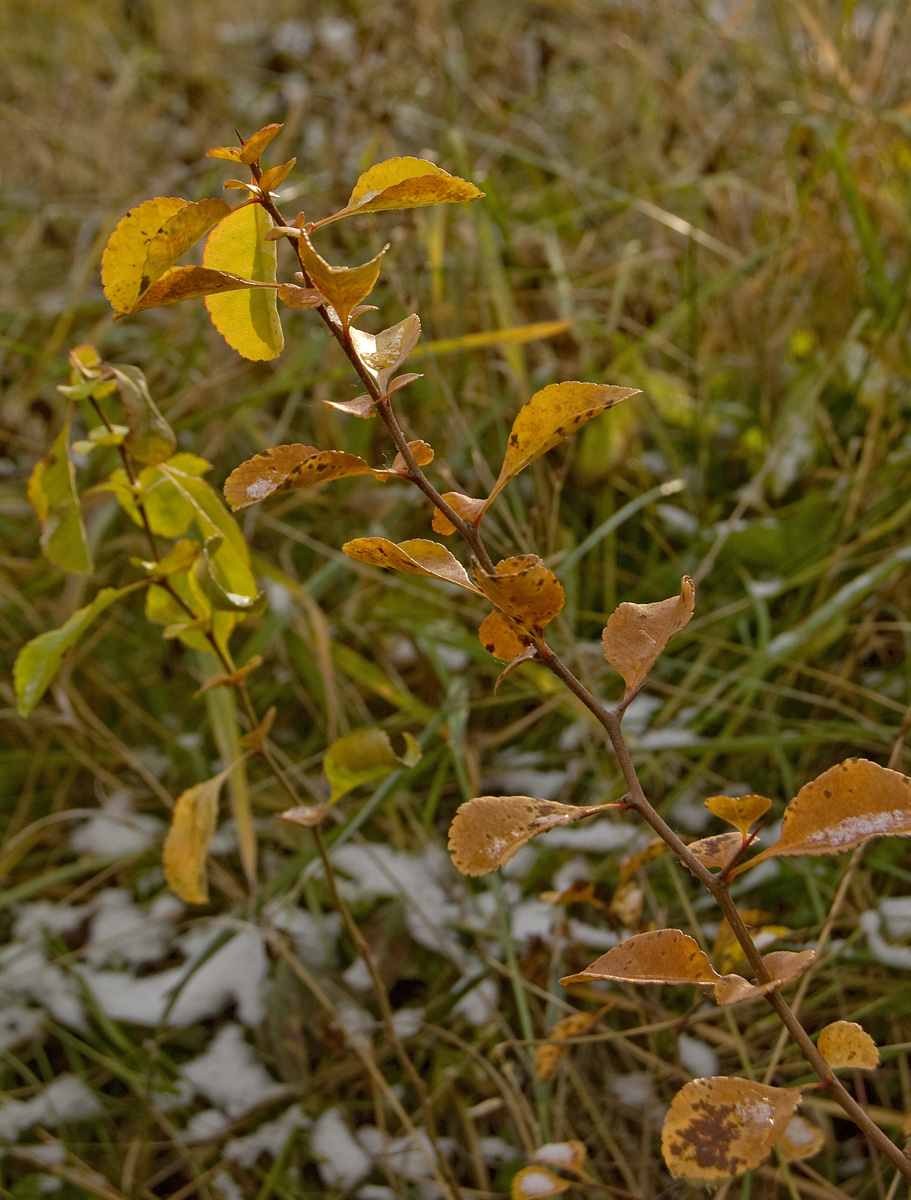 Image of genus Chaenomeles specimen.