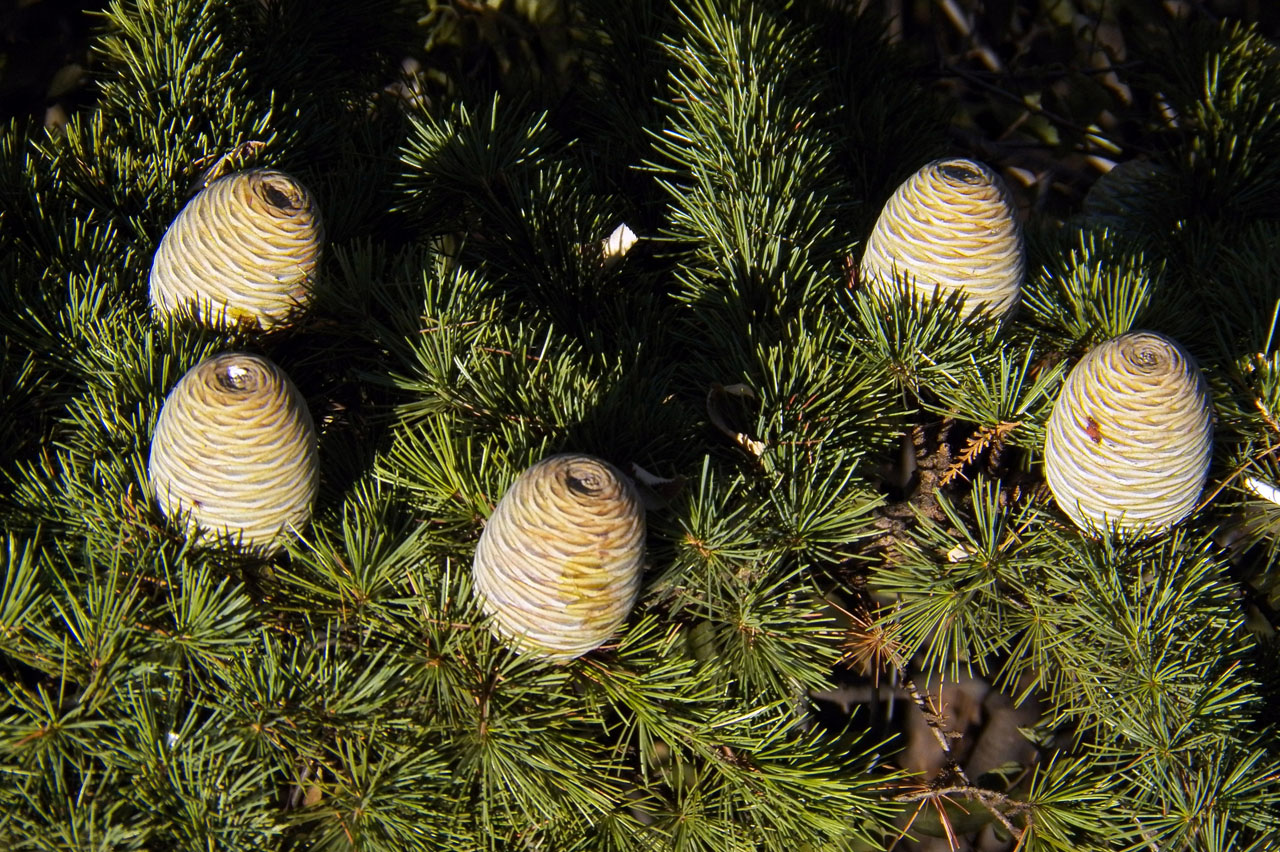 Image of Cedrus deodara specimen.