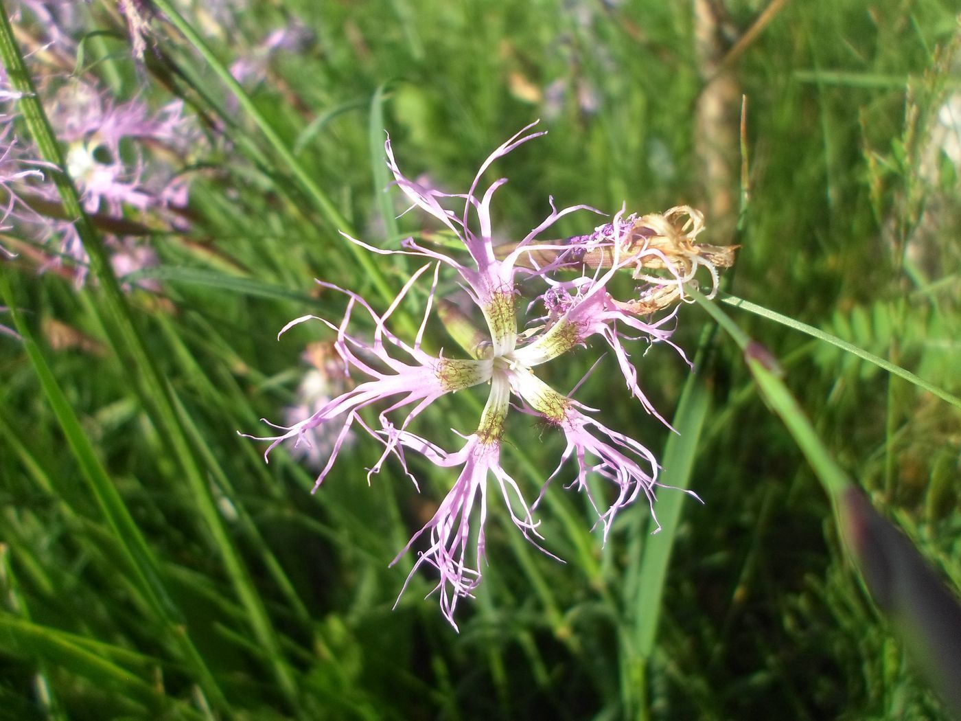 Image of Dianthus superbus specimen.