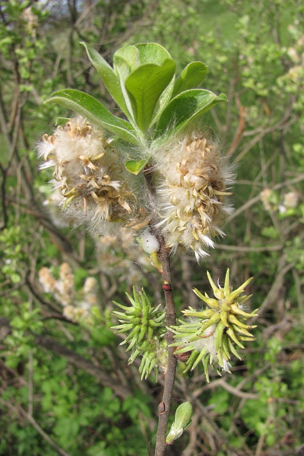 Изображение особи Salix cinerea.