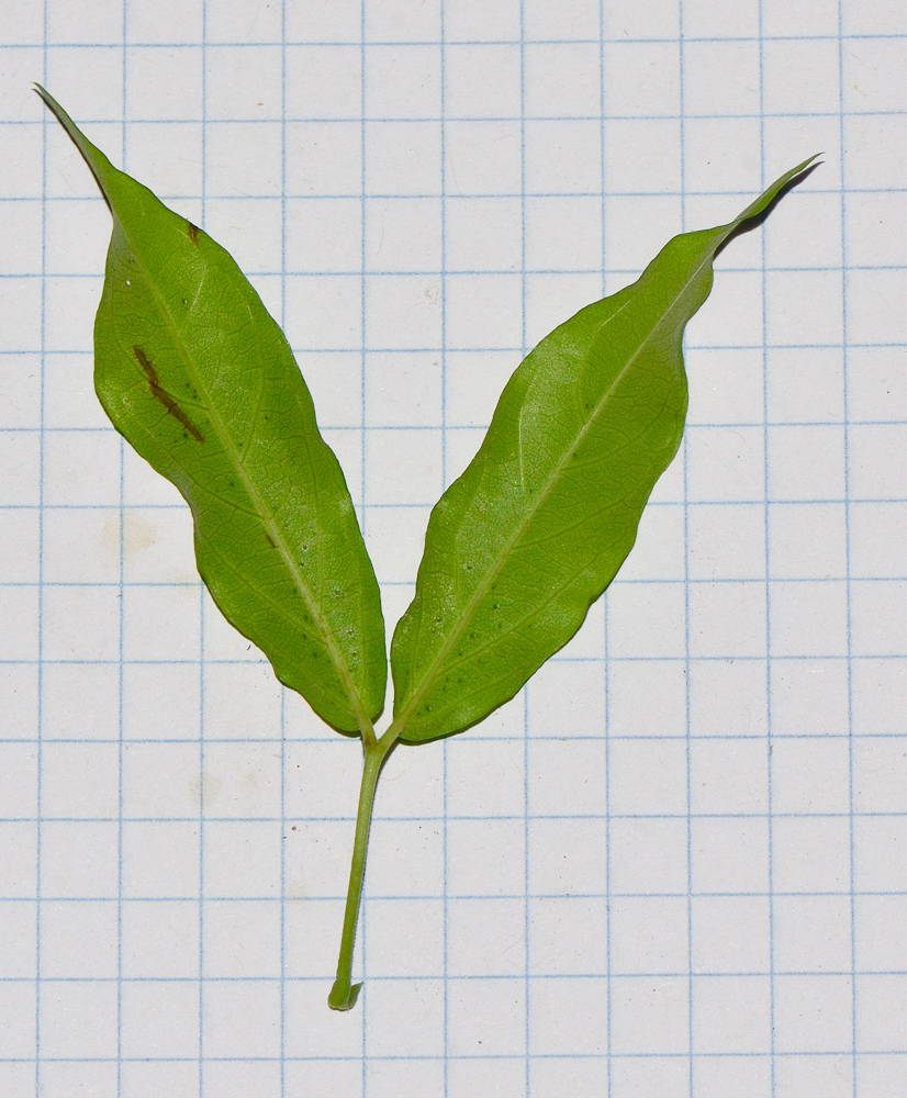 Image of Dolichandra unguis-cati specimen.