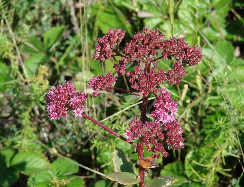 Изображение особи Hylotelephium triphyllum.