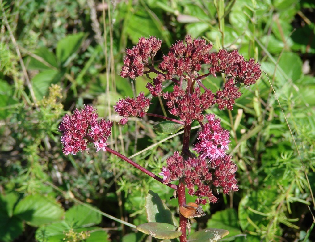 Image of Hylotelephium triphyllum specimen.