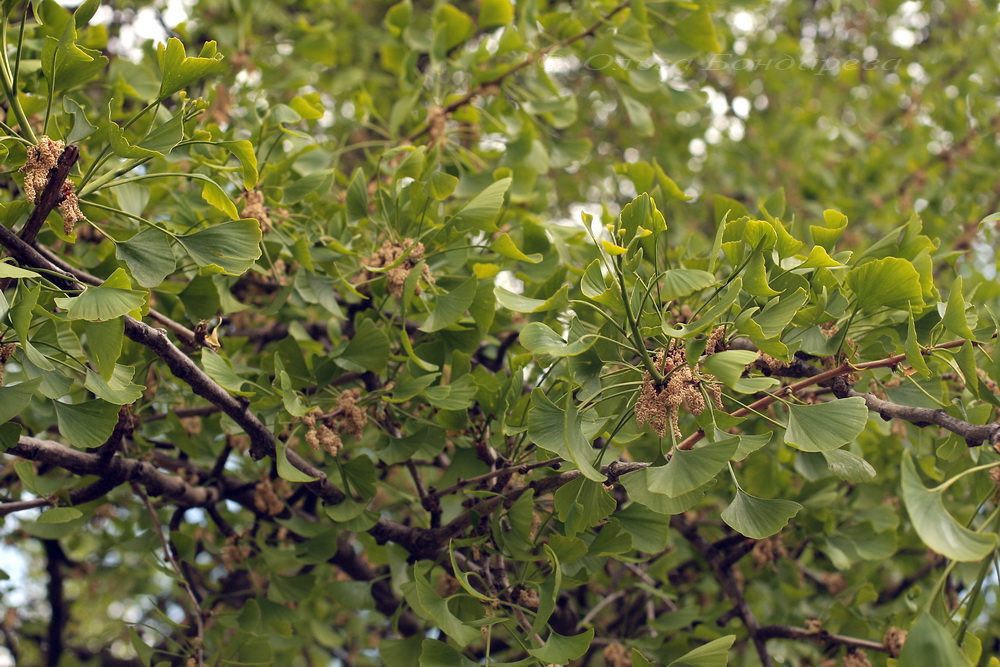 Image of Ginkgo biloba specimen.