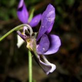 Viola tricolor