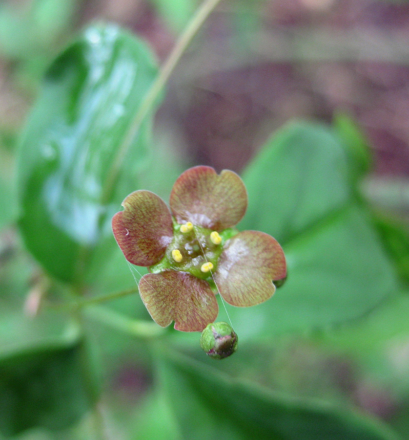 Изображение особи Euonymus verrucosus.