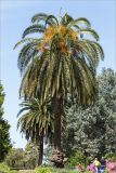 Phoenix canariensis. Цветущие растения. Грузия, Аджария, с. Мцване-Концхи, Батумский бот. сад, в культуре. 09.05.2017.