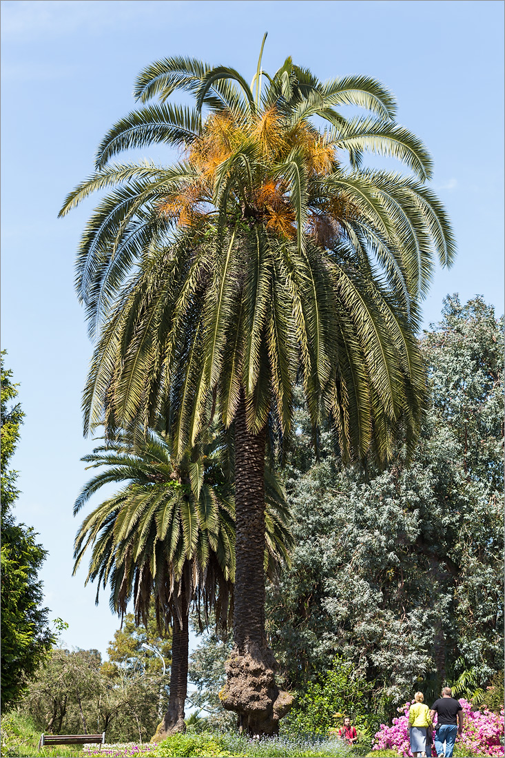 Image of Phoenix canariensis specimen.