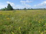 Solidago virgaurea