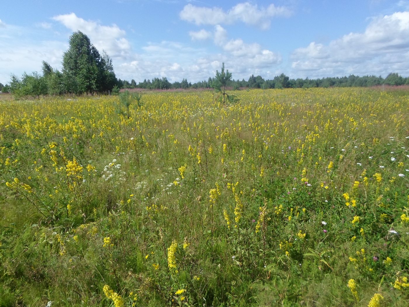 Image of Solidago virgaurea specimen.