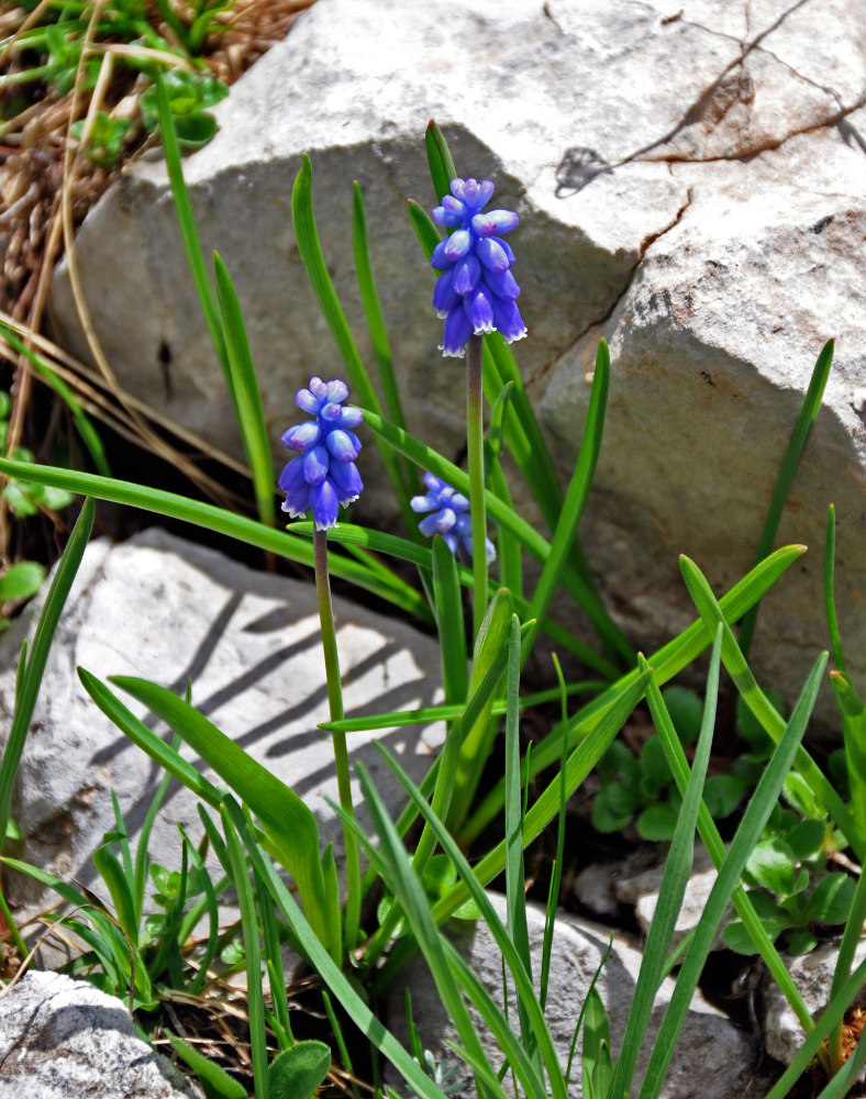 Изображение особи Pseudomuscari coeruleum.