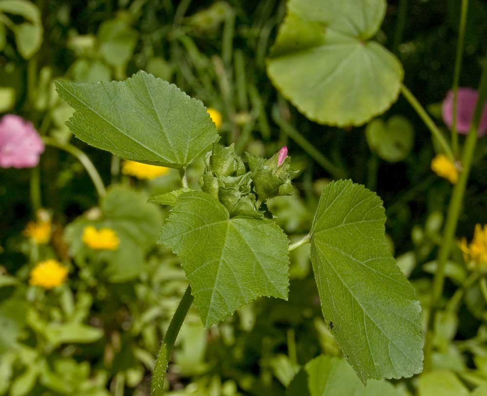 Image of Malva trimestris specimen.