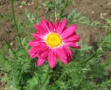 Pyrethrum coccineum