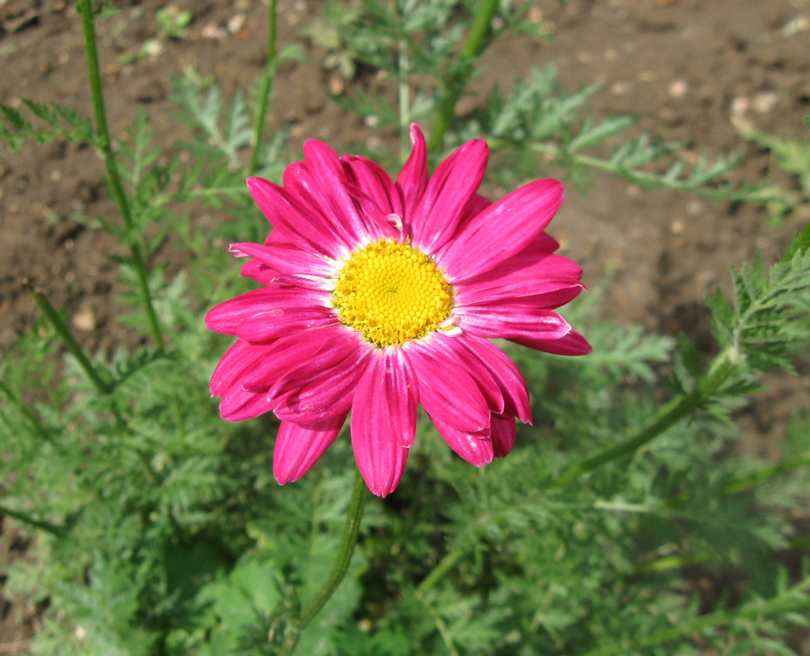 Изображение особи Pyrethrum coccineum.