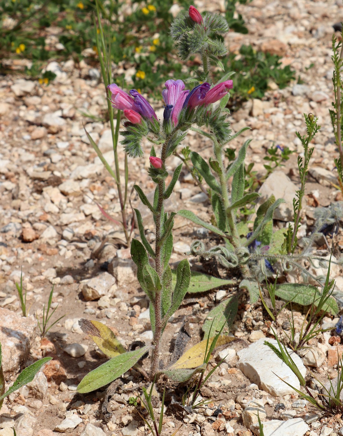 Изображение особи Echium judaeum.