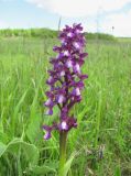 Anacamptis morio подвид caucasica. Верхушка цветущего растения. Краснодарский край, Абинский р-н, юж. окр. ст. Холмская, обширный луг (старая залежь?). 24.04.2018.