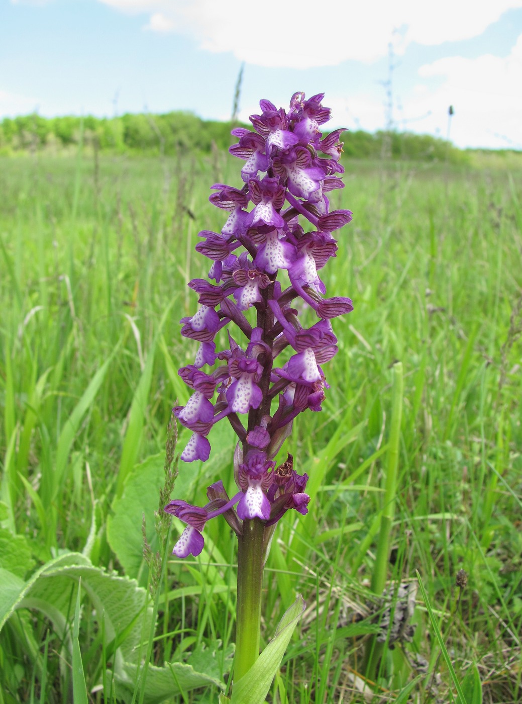 Изображение особи Anacamptis morio ssp. caucasica.