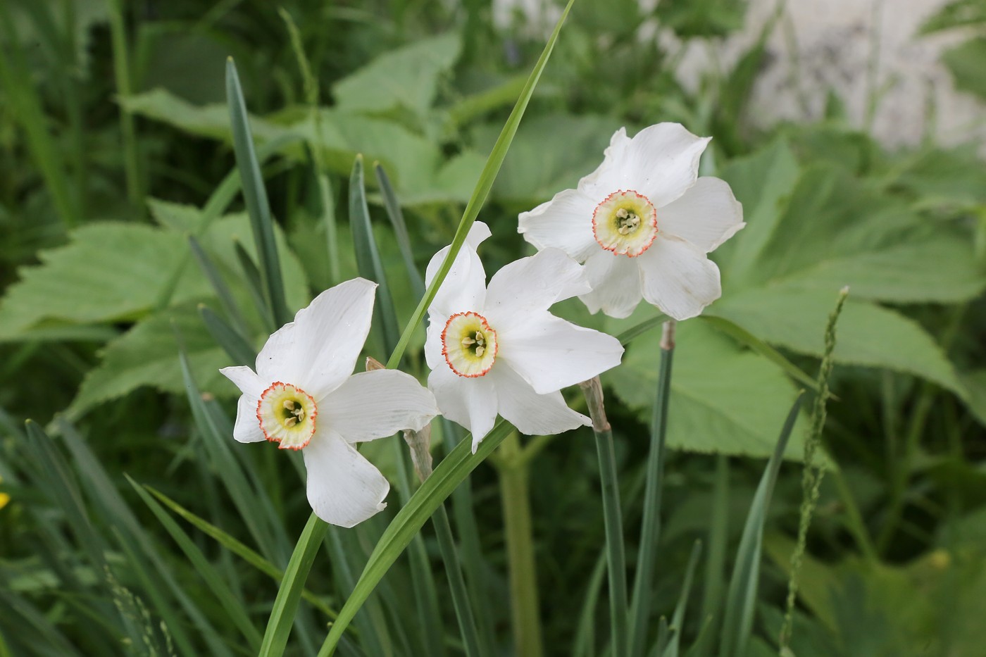 Image of Narcissus poeticus specimen.