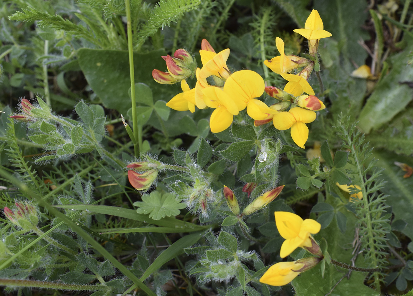 Изображение особи Lotus corniculatus.