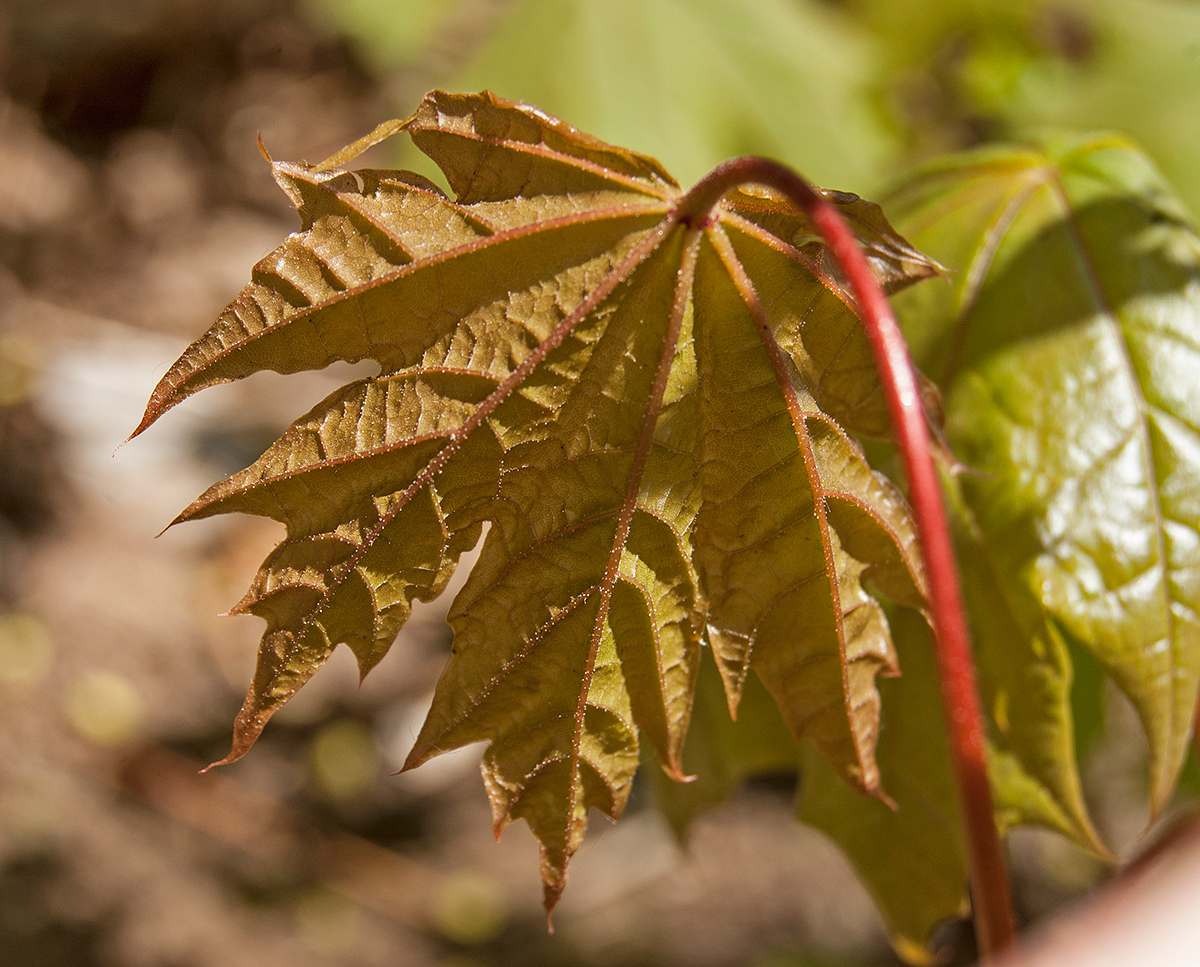 Image of Acer platanoides specimen.