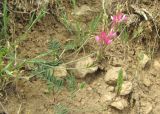 Onobrychis dielsii