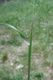 Aegilops cylindrica