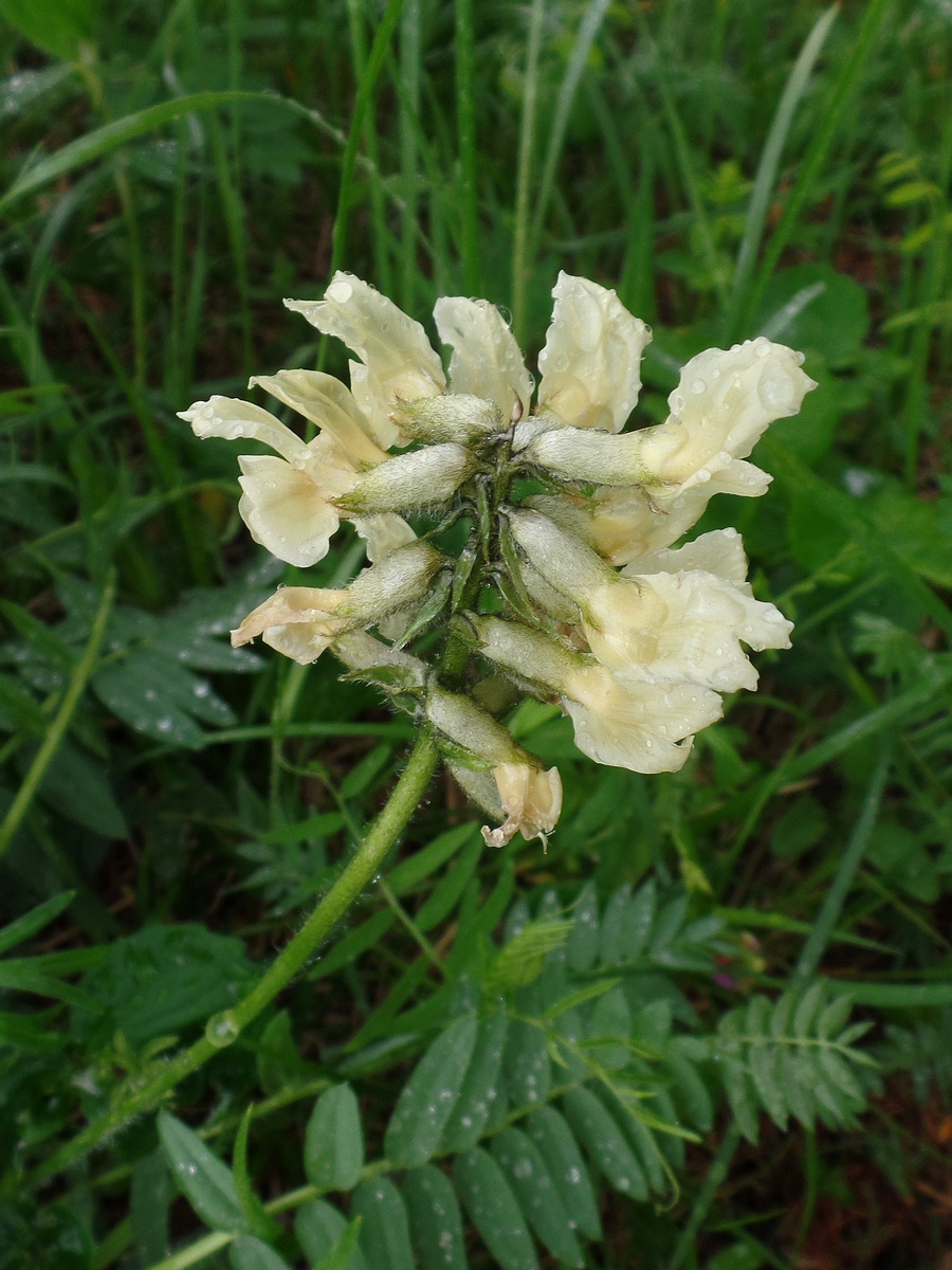 Image of Oxytropis sulphurea specimen.